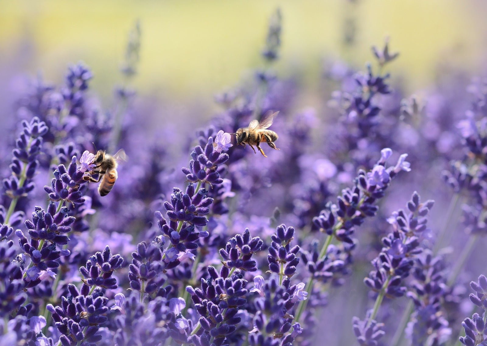 Wann haben wir aufgehört an die Kraft der Natur zu glauben? - JUST BEE NICE