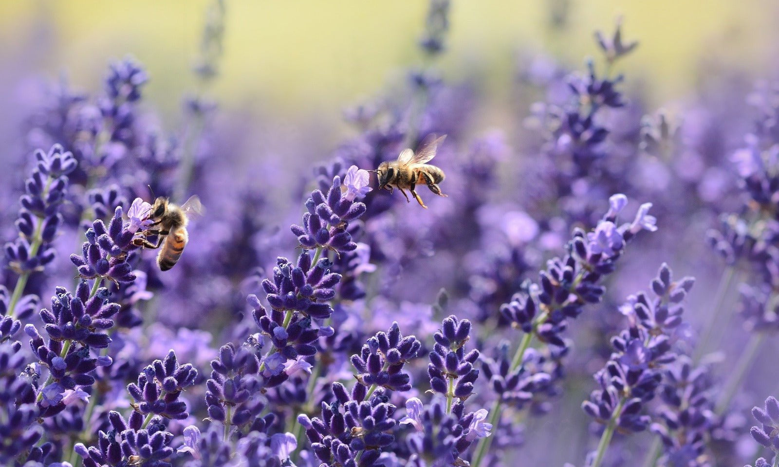 Wann haben wir aufgehört an die Kraft der Natur zu glauben? - JUST BEE NICE