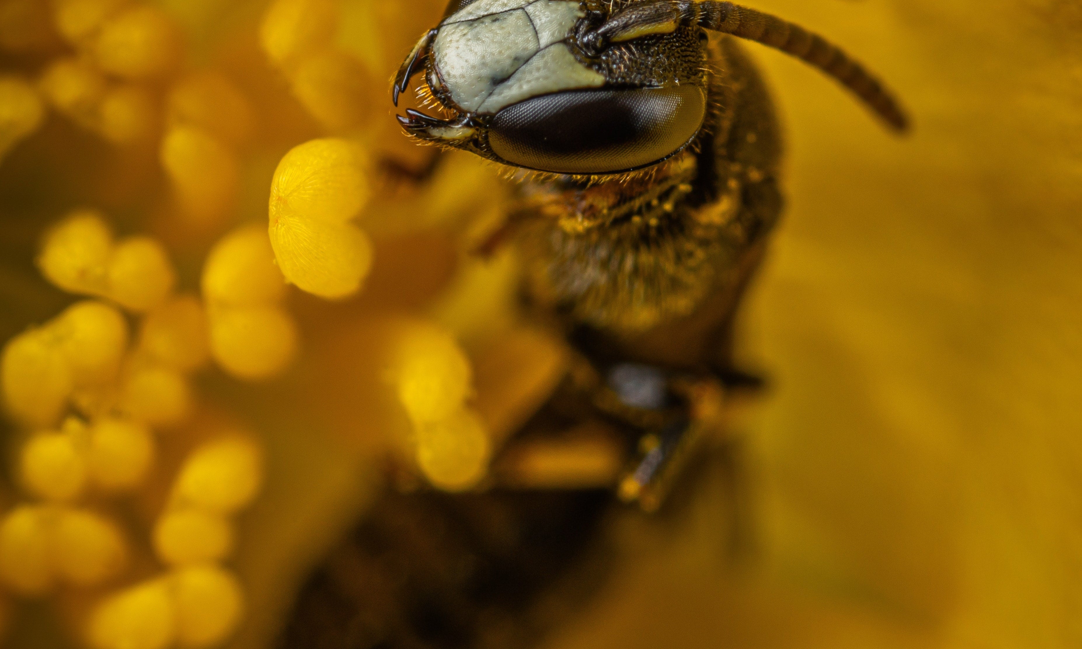 BEE WONDER: Propolis in der Hautpflege