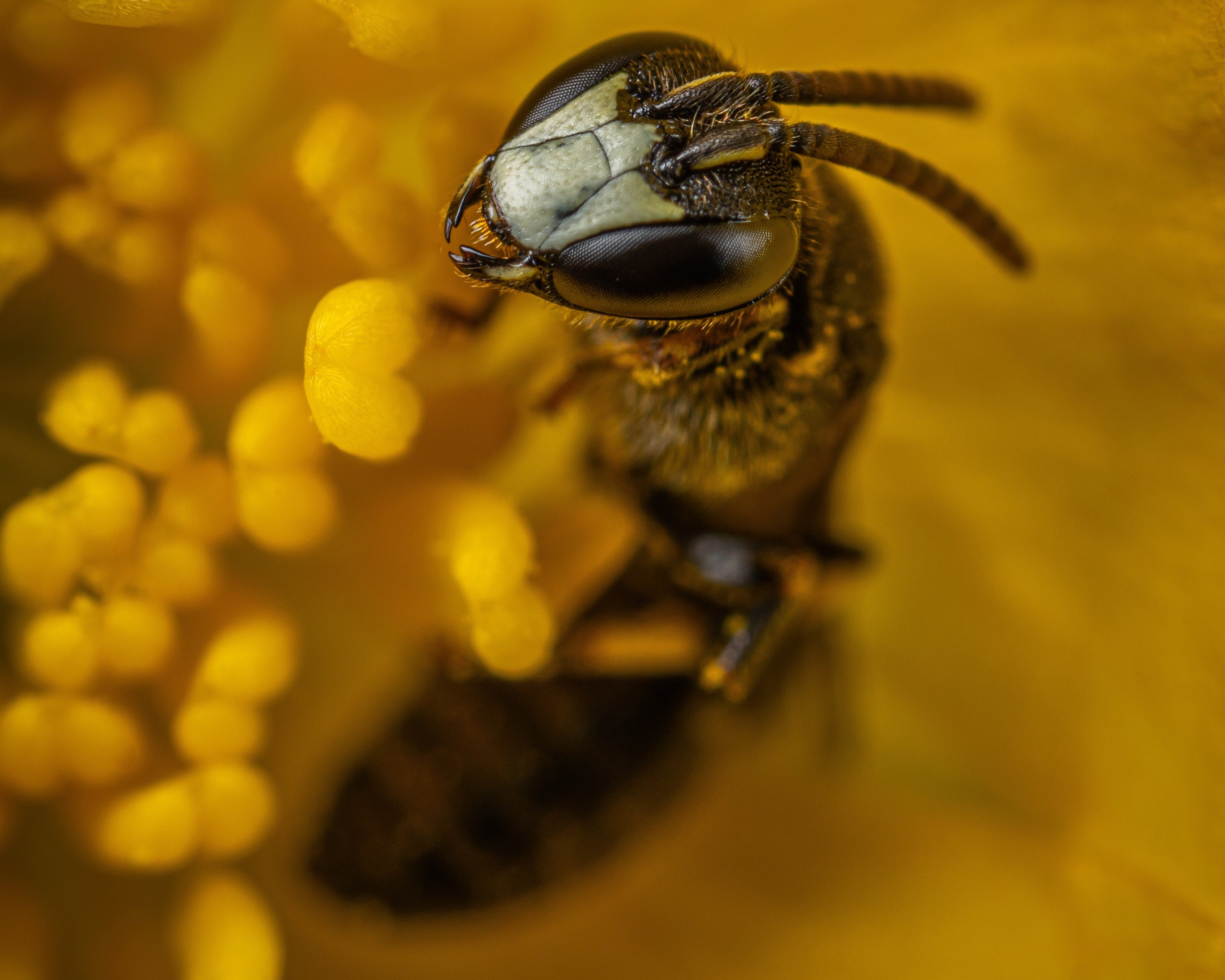 BEE WONDER: Propolis in der Hautpflege - JUST BEE NICE