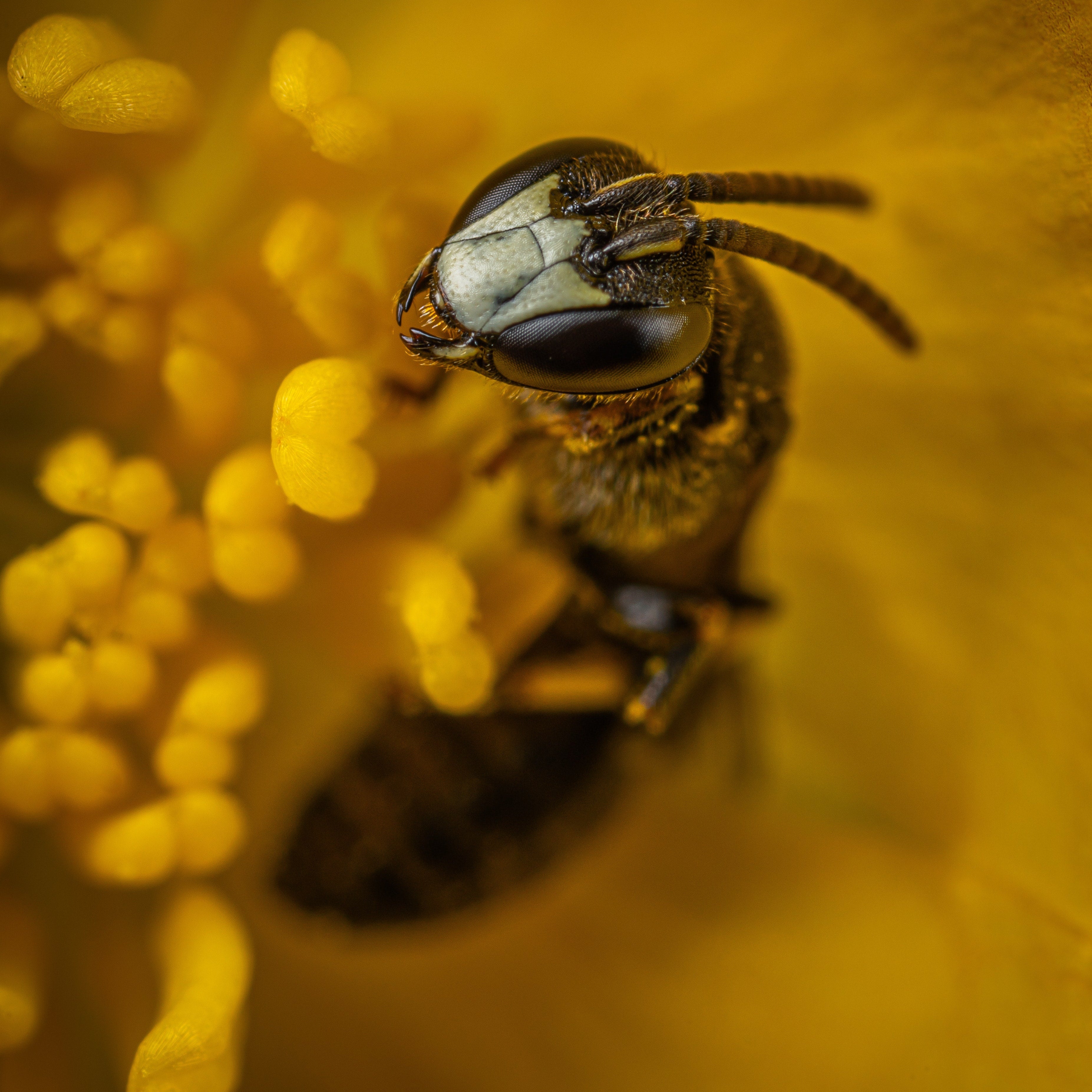 BEE WONDER: Propolis in der Hautpflege - JUST BEE NICE