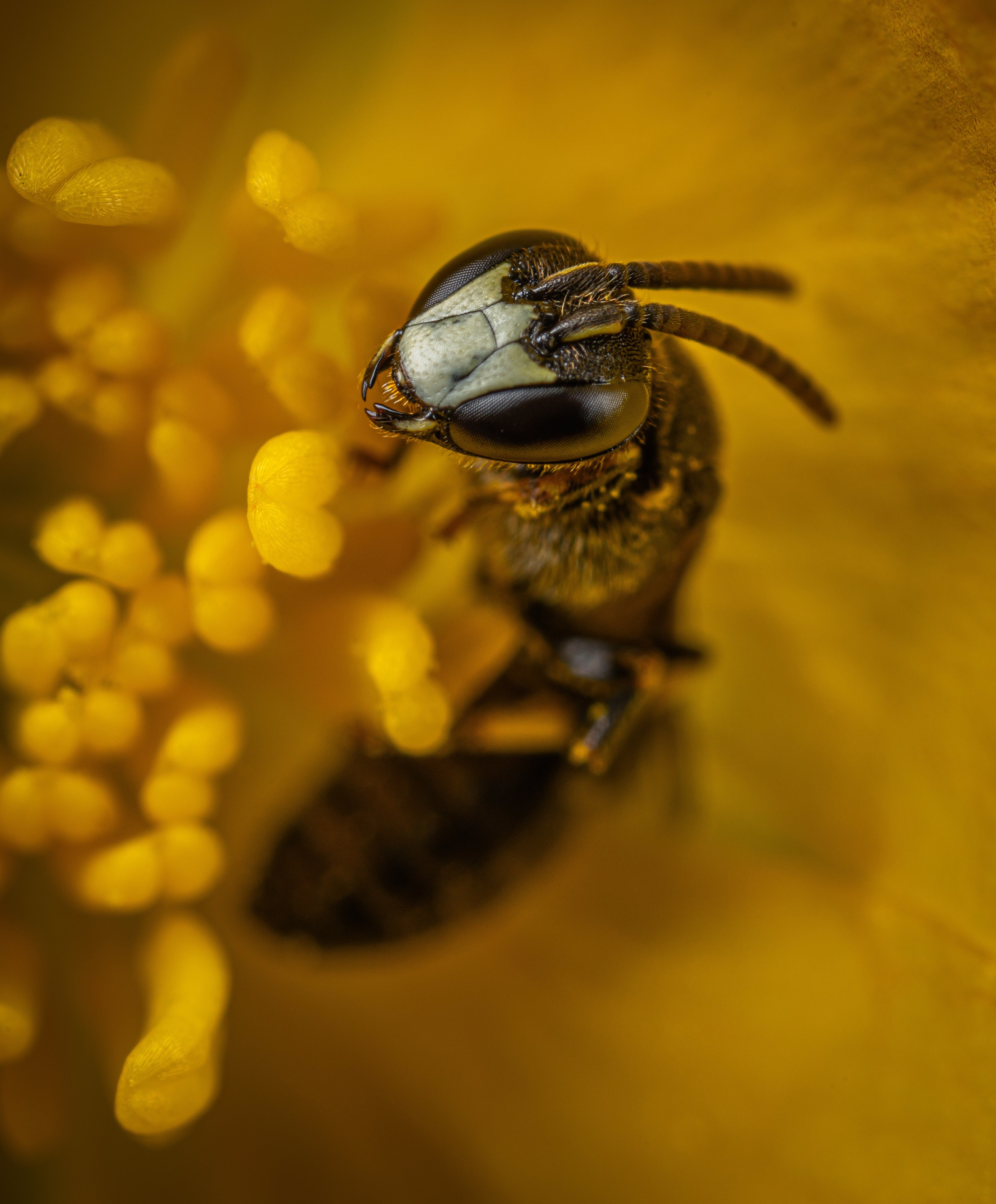 BEE WONDER: Propolis in der Hautpflege - JUST BEE NICE