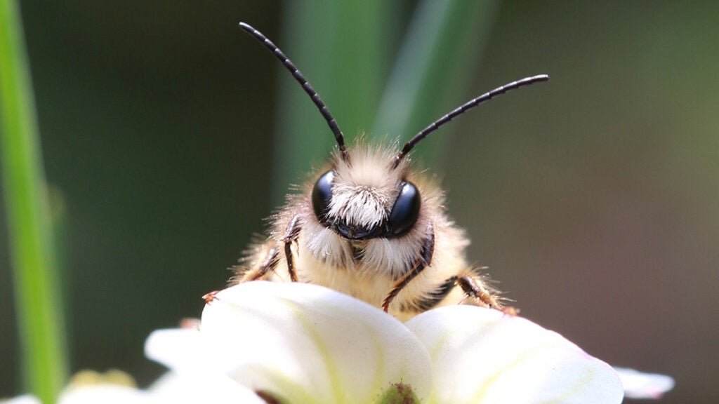 Die stille Kraft der Bienen - JustBeeNice