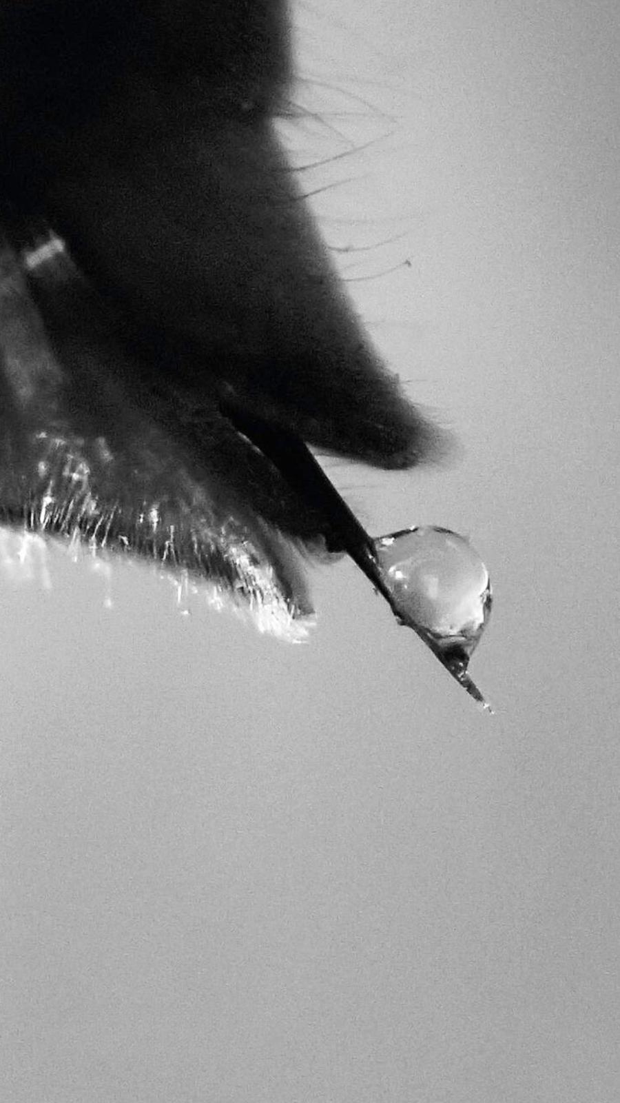 BEETOX - Natürliches Botox ohne negative Nebenwirkungen - JustBeeNice