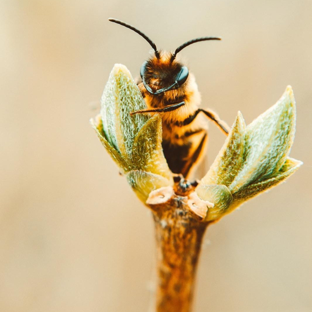 Schütz die Bienen. Schütz deine Haut. – Unsere Gedanken zum Weltbienentag - JUST BEE NICE