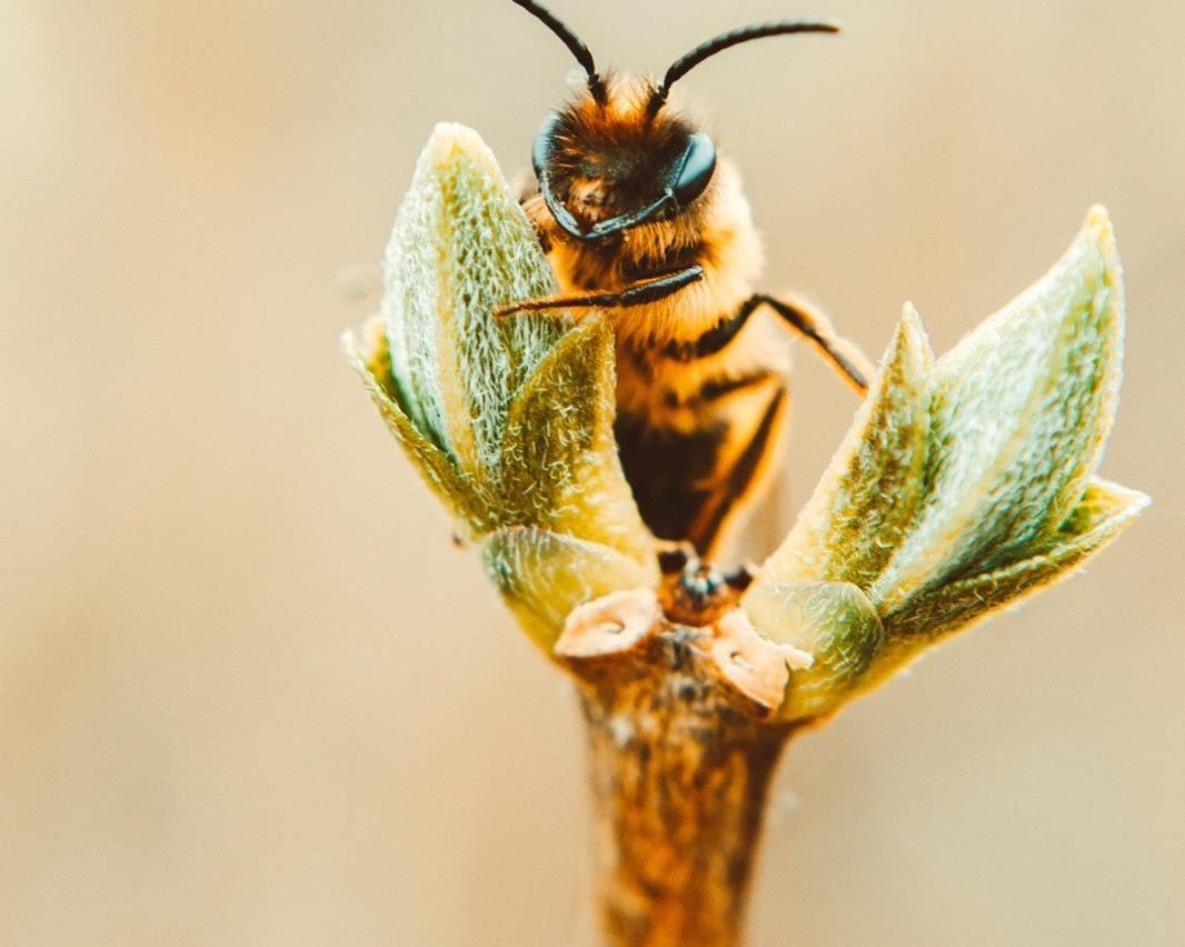 Schütz die Bienen. Schütz deine Haut. – Unsere Gedanken zum Weltbienentag - JUST BEE NICE