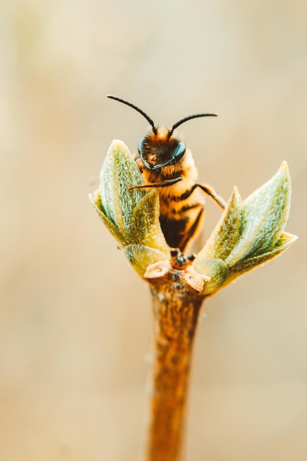 Schütz die Bienen. Schütz deine Haut. – Unsere Gedanken zum Weltbienentag - JUST BEE NICE